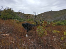 Test publication auto FB