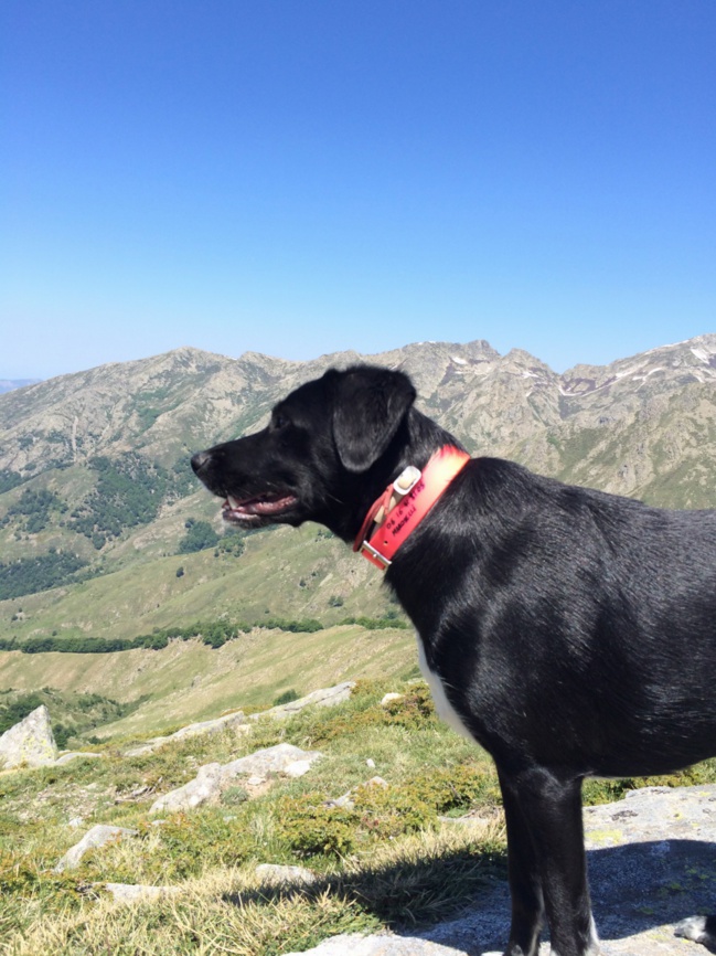 Dume again Dume again