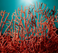 Corail